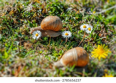Two large snails crawl through green grass and small daisy flowers on a bright sunny day.