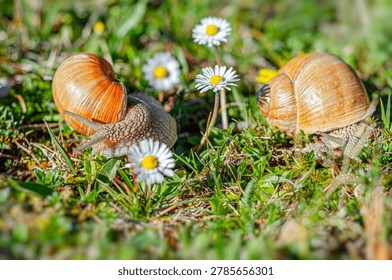 Two large snails crawl through green grass and small daisy flowers on a bright sunny day.