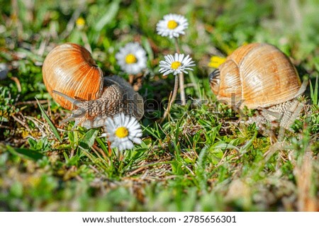 Two large snails crawl through green grass and small daisy flowers on a bright sunny day.