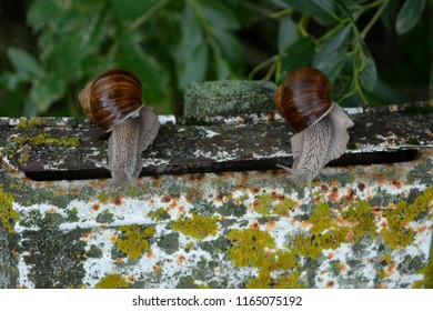 Two Large Snails Are Sitting On An Old Mailbox, Waiting For News, Humor,macro