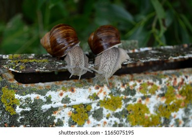 Two Large Snails Are Sitting On An Old Mailbox, Waiting For News, Humor,macro