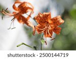 Two large tiger lily flowers. Beautiful orange tiger lily flowers close-up. Lilium lancifolium blooming.