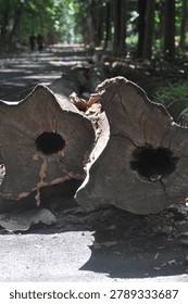 Two large tree trunks with holes in them, one on the left and one on the right. Scene is calm and tranquil, as the viewer can imagine the sound of the wind blowing through the holes