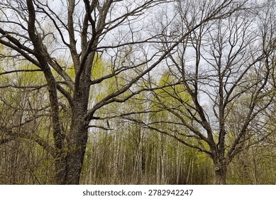 Two large trees with bare branches stand among younger trees with new green leaves in a forest during early spring, under a cloudy sky.