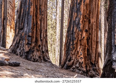 Two large trees with a lot of bark missing. The trees are surrounded by a forest