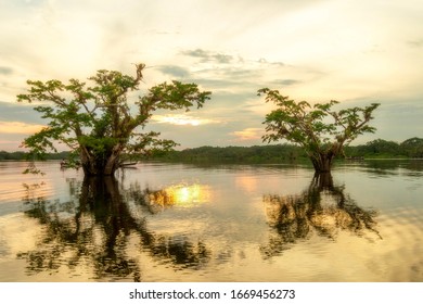 Two large trees stand partially submerged in calm floodwater, their trunks and branches reflected in the rippling surface, Ecuador, Amazon