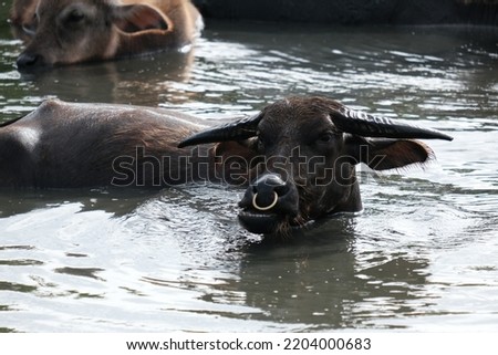 two large water buffaloes are moving in a river located in the countryside