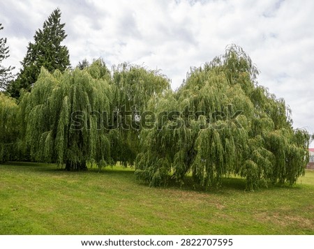 Two large weeping willow trees with long drooping branches and lush green foliage growing on a grassy lawn in a peaceful park.