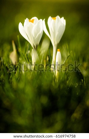 Image, Stock Photo tropical flow Flower Plant