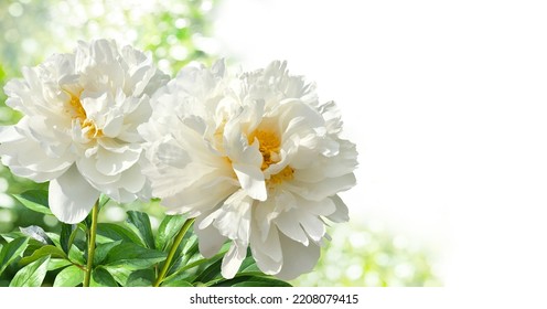 Two Large White Peonies On A Blurry Garden Background. 