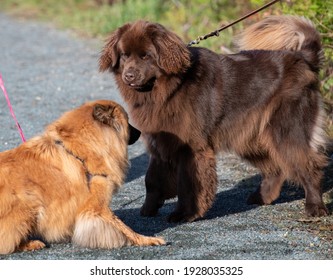 Two Large But Young Long Haired Dogs Playing On A Park Path Both Are On Leashes. One Is A Chocolate Brown Newfoundland Dog And The Other Is A Golden Chow Chow. Both Pets Are Sniffing Each Other