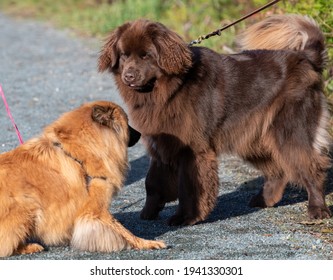 Two Large But Young Long Haired Dogs Playing On A Park Path Both Are On Leashes. One Is A Chocolate Brown Newfoundland Dog And The Other Is A Golden Chow Chow. Both Pets Are Sniffing Each Other.