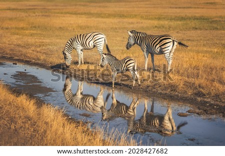 Two large zebras and one small zebra are reflected in the water. They are located in the biosphere reserve 