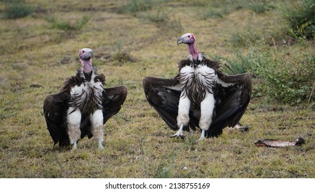 3,261 Ugly vulture Images, Stock Photos & Vectors | Shutterstock