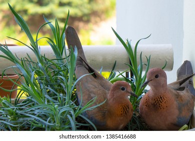 Two Laughing Dove Birds, Making Nest In A Flower Pot, Cute Animals
