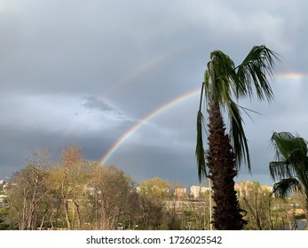 Two layer rainbow and palms