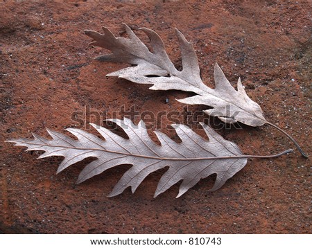 Two Leaves