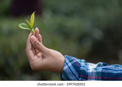 Two Leaves And A Bud Of Darjeeling Tea Held Infront Of Rongli Rongliot Tea Estate