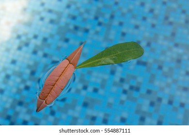 Two leaves floating in the pool with nice bright reflection in the corner.  Water droplets on the orange leaf from the rain storm.  Keep your pool clean with a net grabber.  Room for copyspace.