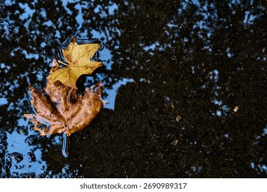 Two leaves floating in a puddle