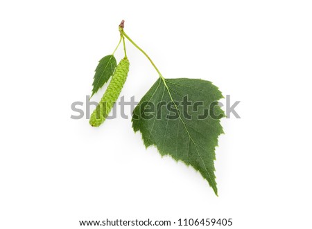 Two leaves of the silver birch different sizes and catkin closeup on a white background
