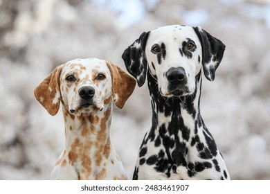 Two lemon and black Dalmatian dogs standing outside the house on the snow-covered ground with trees and landscaping - Dalmatian dogs 