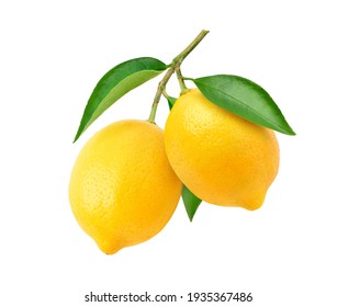 Two Lemon fruits hanging with branch and leaves isolated on white background. Clipping path. - Powered by Shutterstock