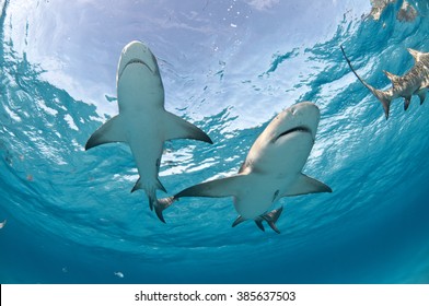 Two Lemon Sharks Swimming Overhead With The Sky Clearly Visible Through The Surface Of The Water.