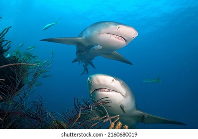Two Lemon sharks. Tiger beach. Bahamas.