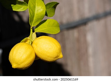 two lemons on a citrus tree with a soft background.