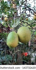 two lemons on a tree