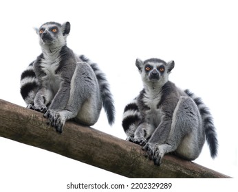  Two Lemur Isolated On White Background