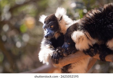 two lemurs cuddle in madagascar