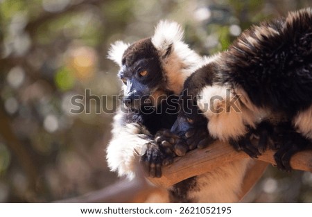two lemurs cuddle in madagascar