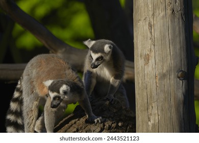 two lemurs looking down from a tree