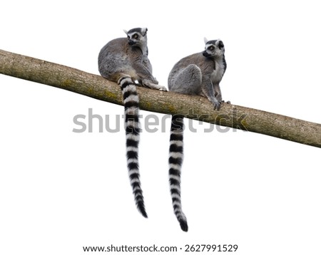 two lemurs sitting on a tree isolated on white background