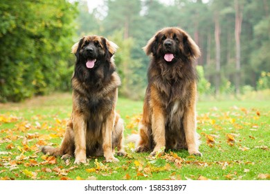 110 Beautiful leon berger dog Images, Stock Photos & Vectors | Shutterstock