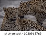 Two Leopard in the forest