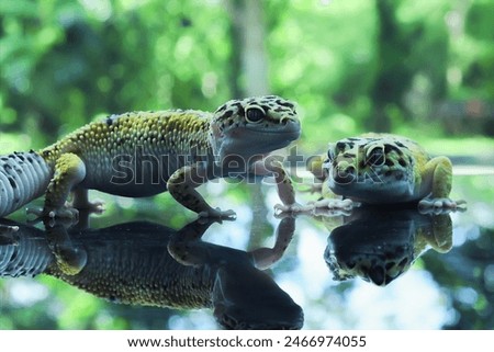Two Leopard Gecko or Eublepharis macularius in Reflection Glass