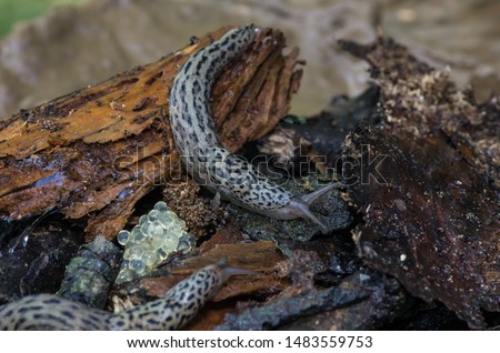 two leopard slugs, Limax maximus, great grey slug, keeled slug, limacidae on wet rotting wood near eggs showing mantle, optical tentacles, keel, macro close-up detail