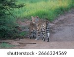 Two leopards caught in the act of mating. A fascinating sighting in Pilanesberg National Park, South Africa.