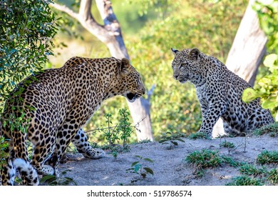 Two Leopards Facing 