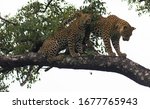 Two Leopards high up in tree