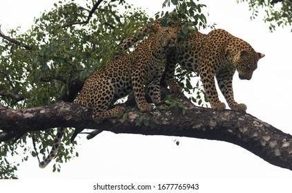 Two Leopards high up in tree