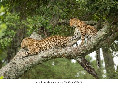 Two leopards look down from lichen-covered branch