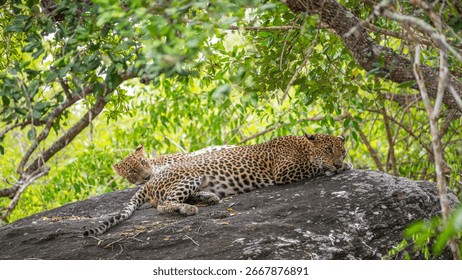 Two leopards are lying resting side by side on a rock at Yala National Park, Sri Lanka.