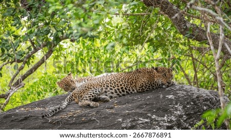 Two leopards are lying resting side by side on a rock at Yala National Park, Sri Lanka.