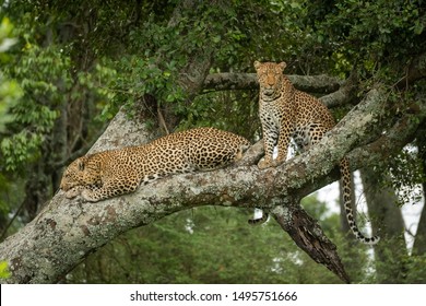 Two leopards sit and lie on branch