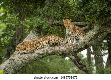 Two leopards sit and lie in tree
