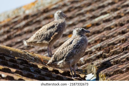 Two Lesser Black Backed Gull Chicks On A Roof.
